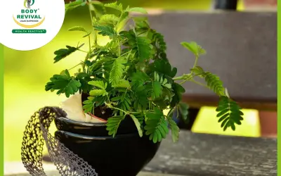 Health Benefits & Uses of (Touch Me Not Plant) Chui Mui