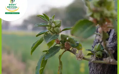 Top 7 Health Benefits of Ashwagandha