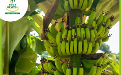 Banana Tree Medicinal Uses Of Flower, Stem, Leaves & Peel In Ayurveda