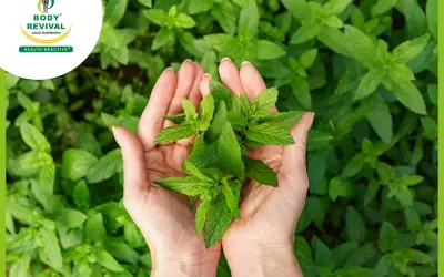 Top 10 Health Benefits Of Mint (Pudina)
