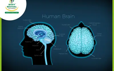 Top 10 Ayurvedic Herbs & Spices For Brain Health