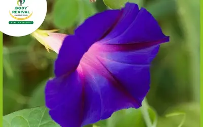 Shankhpushpi Plant – How To Use Flower, Leaves, Roots & Seed For Health