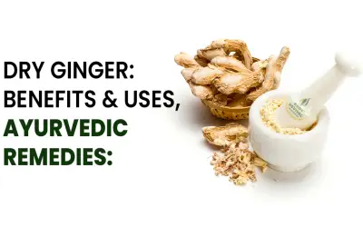 The Dried Ginger - The Universal Medicine