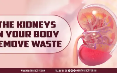The kidneys in your body remove waste