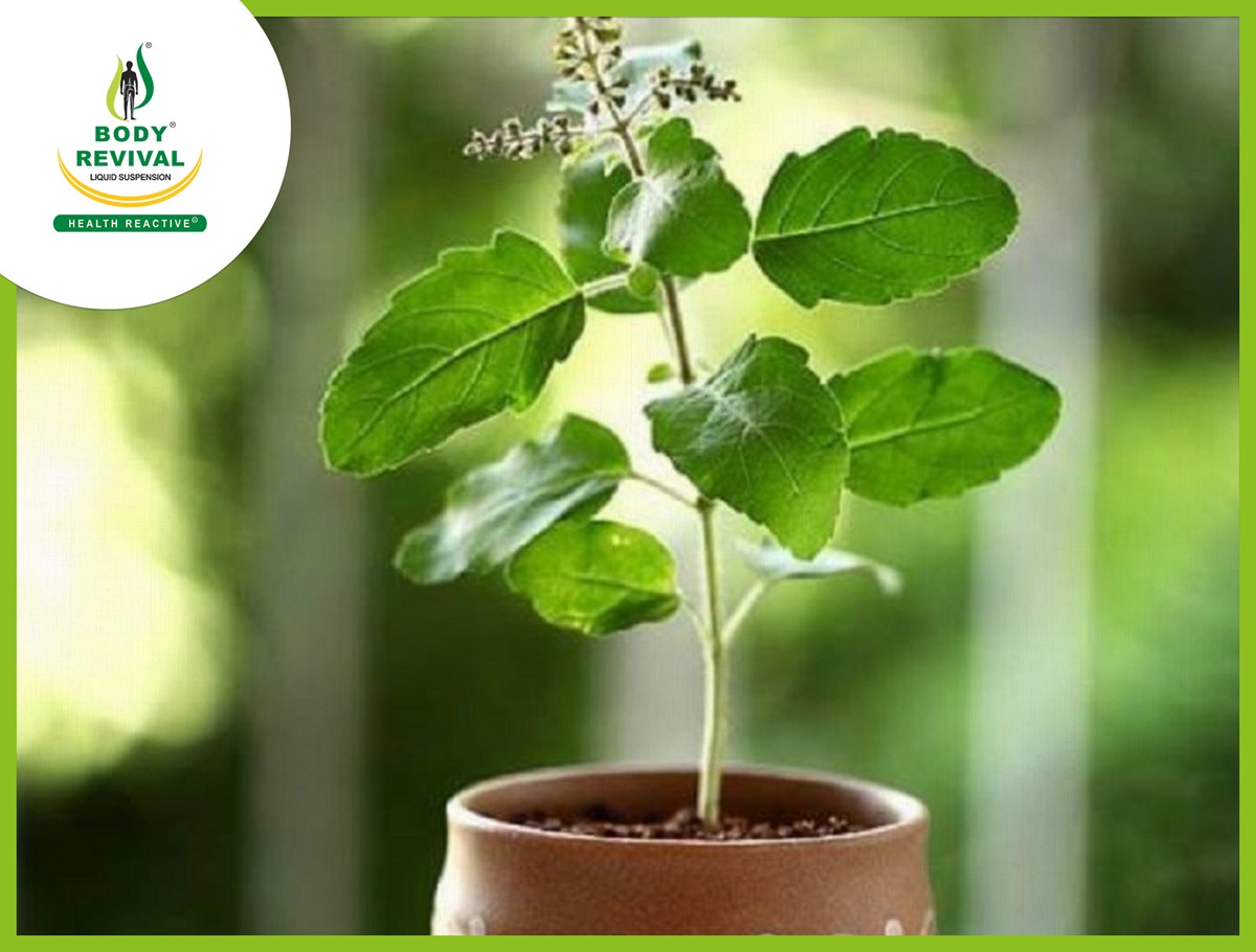 Krishna Tulsi – Health benefits & Medicinal Uses Of Fresh Leaves ...