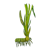 Vach (Acorus Calamus)
