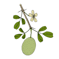 Bilva (Aegle Marmelos)