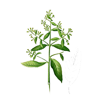 Kukuronda (Blumea Lacera)