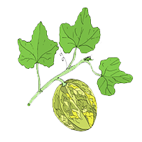 Madhufala (Cucumis Melo)