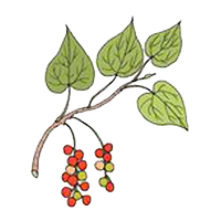 Manjistha (Rubia Cordifolia)