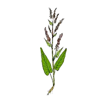 Amalvet/Chukrika (Rumex Vesicarius)