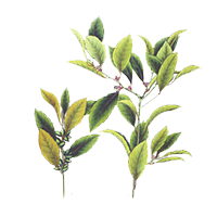 Lodhra (Symplocos Racemosa)