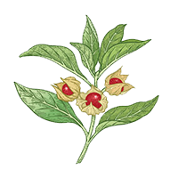 Asvagandha (Withania Somnifera)