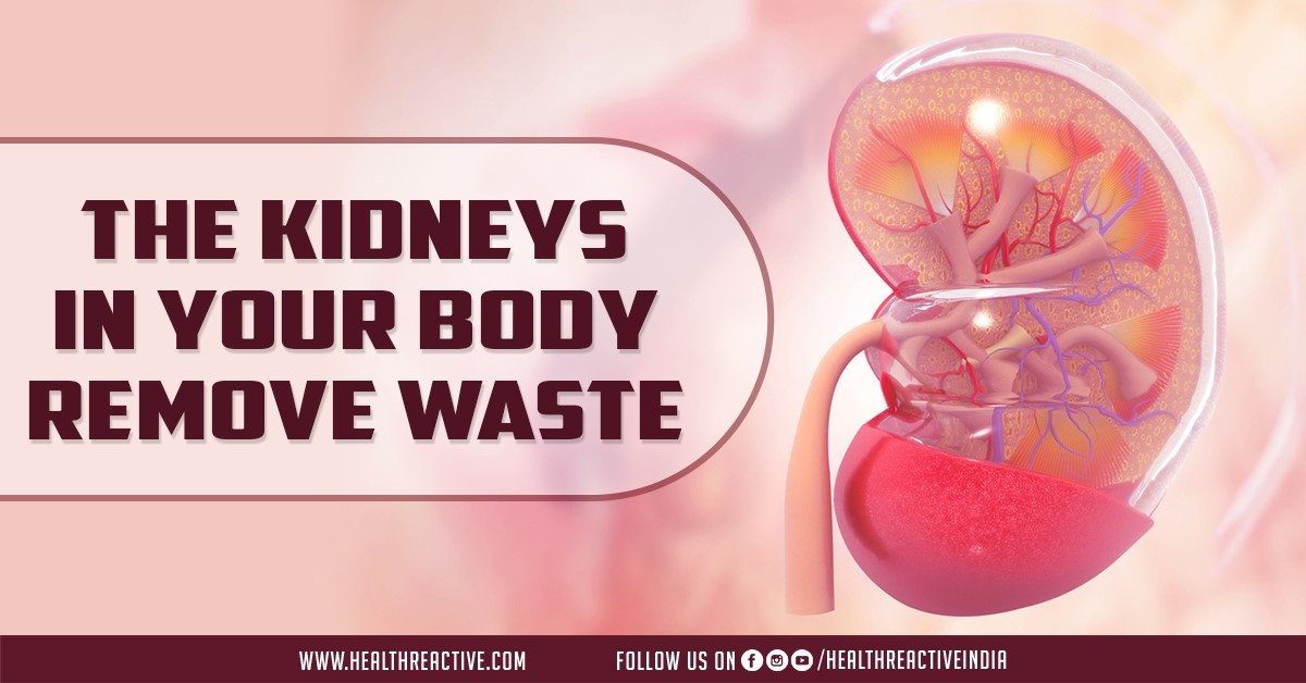 The kidneys in your body remove waste Health Reactive Body Revival